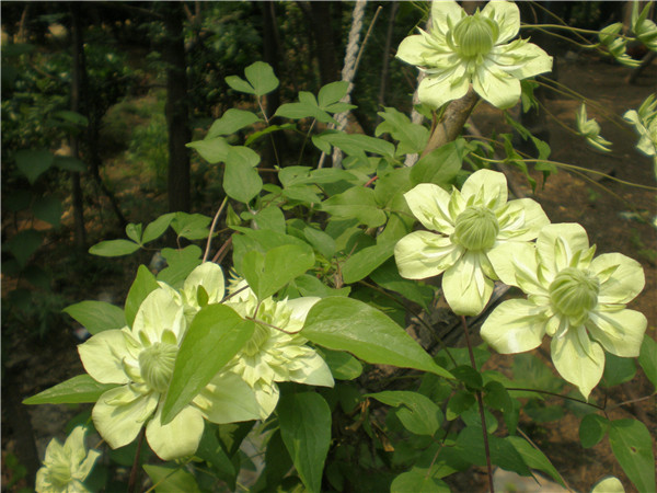 铁线莲怎样种植 这样养护铁线莲就可以轻松爆盆