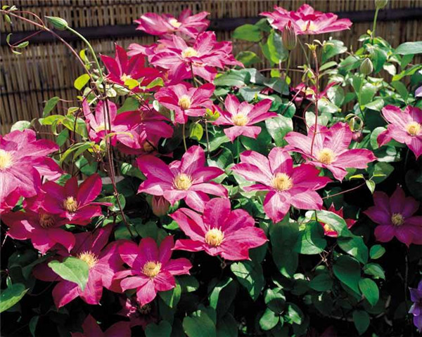 铁线莲怎样种植 这样养护铁线莲就可以轻松爆盆