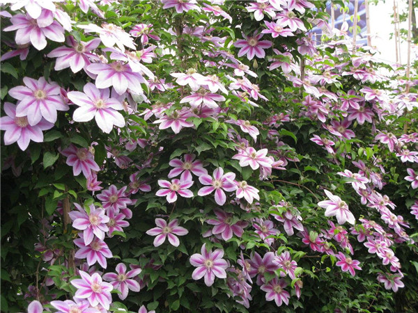 铁线莲怎样种植 这样养护铁线莲就可以轻松爆盆