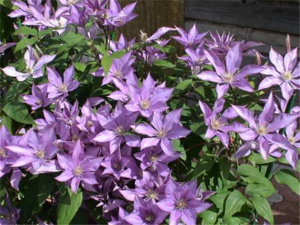 铁线莲怎样种植 这样养护铁线莲就可以轻松爆盆