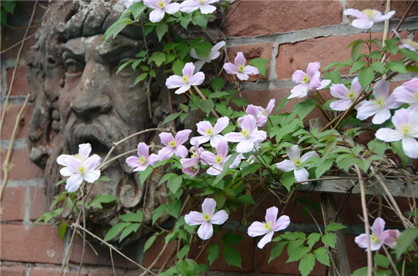 ��������ο��ټ򵥷�ֳ �����ַ�ֳ�����㲻�ò�֪��