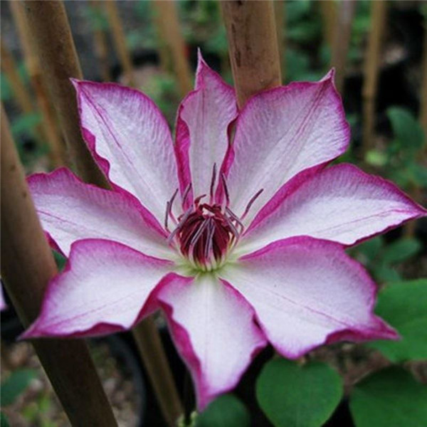 ��������ο��ټ򵥷�ֳ �����ַ�ֳ�����㲻�ò�֪��