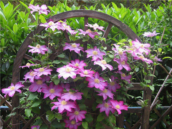 ��������ο��ټ򵥷�ֳ �����ַ�ֳ�����㲻�ò�֪��