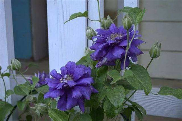 铁线莲开花后怎么修剪 这些修剪方法小技巧你都了解吗