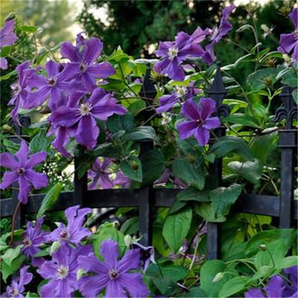 铁线莲开花后怎么修剪 这些修剪方法小技巧你都了解吗