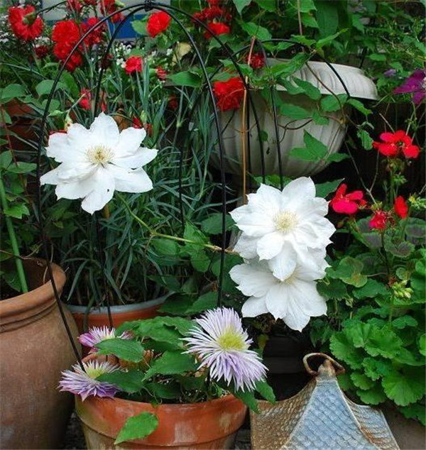 铁线莲开花后怎么修剪 这些修剪方法小技巧你都了解吗