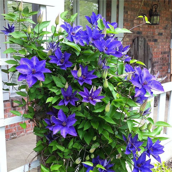 铁线莲开花后怎么修剪 这些修剪方法小技巧你都了解吗