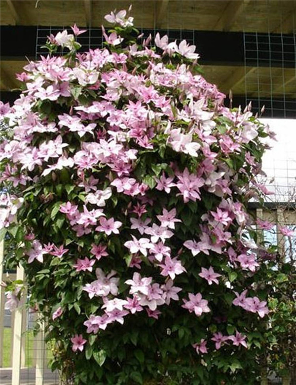 铁线莲开花后怎么修剪 这些修剪方法小技巧你都了解吗