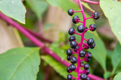 ��½��ô��ֳ������ȫ  ��½��Щ�������溦���ݺ���