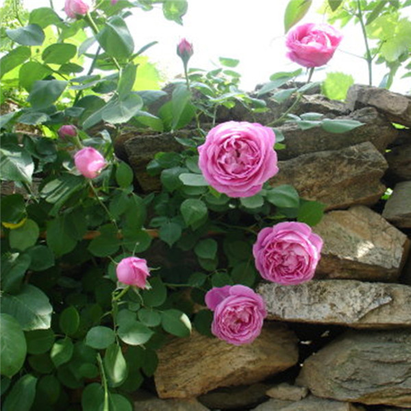 藤本月季要怎样种植花开满架 掌握好这几招就可以啦