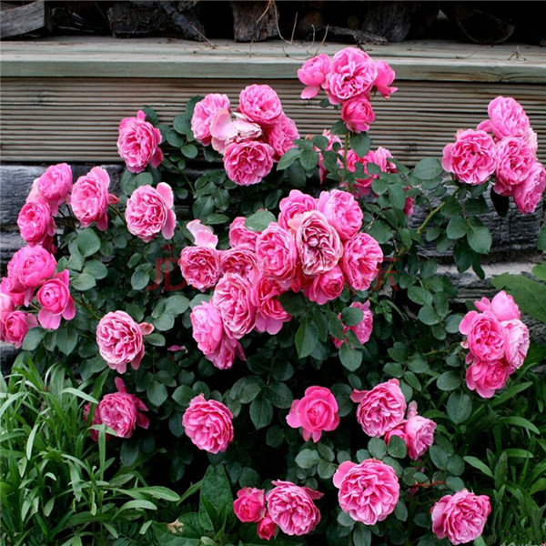 藤本月季要怎样种植花开满架 掌握好这几招就可以啦