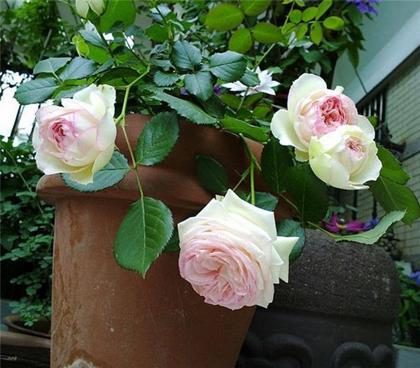 藤本月季要怎样种植花开满架 掌握好这几招就可以啦