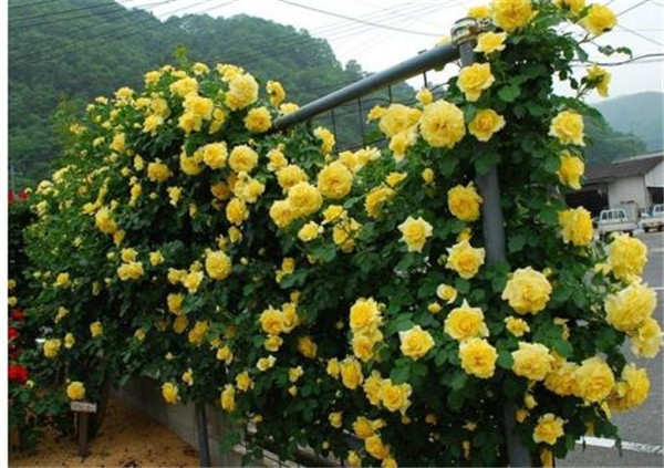 藤本月季要怎样种植花开满架 掌握好这几招就可以啦