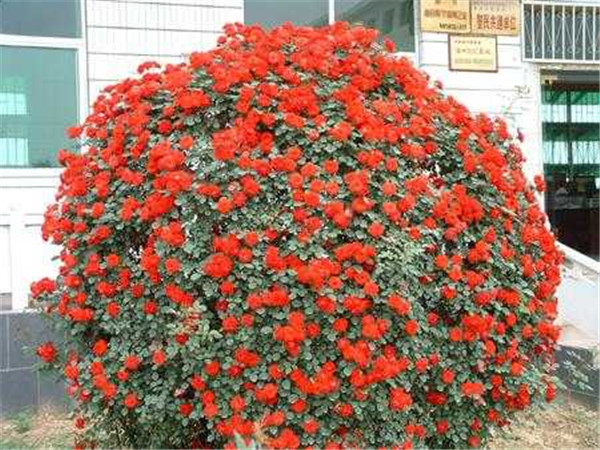 藤本月季要怎样种植花开满架 掌握好这几招就可以啦