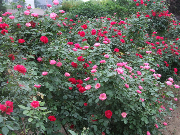 藤本月季怎么养 你必须了解的藤本月季养殖方法及注意事项