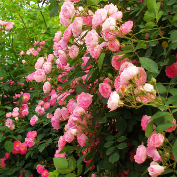 藤本月季怎么养 你必须了解的藤本月季养殖方法及注意事项