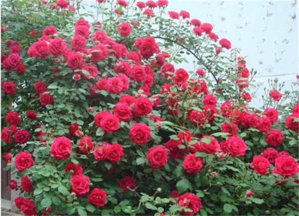 藤本月季怎么养 你必须了解的藤本月季养殖方法及注意事项