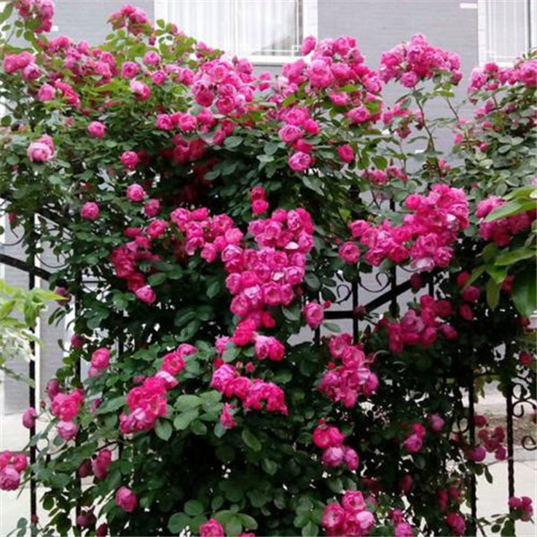 藤本月季怎么养 你必须了解的藤本月季养殖方法及注意事项