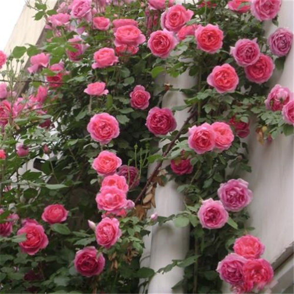 �ٱ��¼����ǣ������ ��Щ�޼�ǣ��С������������ܴ���