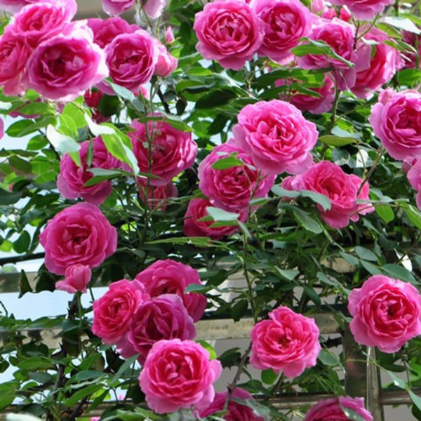 �ٱ��¼����ǣ������ ��Щ�޼�ǣ��С������������ܴ���