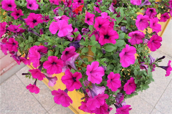 牵牛花怎么养才能爆盆 要想牵牛花爆盆这几招你绝对不容错过