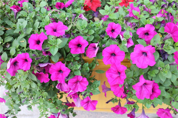 牵牛花怎么养才能爆盆 要想牵牛花爆盆这几招你绝对不容错过