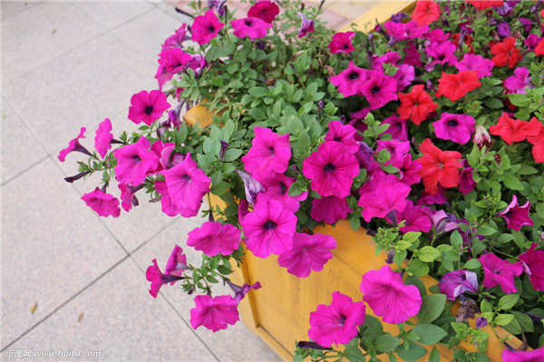 牵牛花怎么养才能爆盆 要想牵牛花爆盆这几招你绝对不容错过