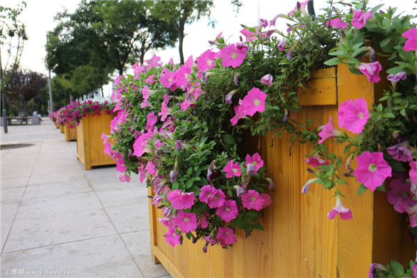 牵牛花怎么养才能爆盆 要想牵牛花爆盆这几招你绝对不容错过