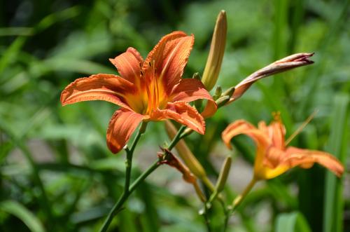 萱草怎么繁殖方法介绍 这么给萱草繁殖你学会了吗