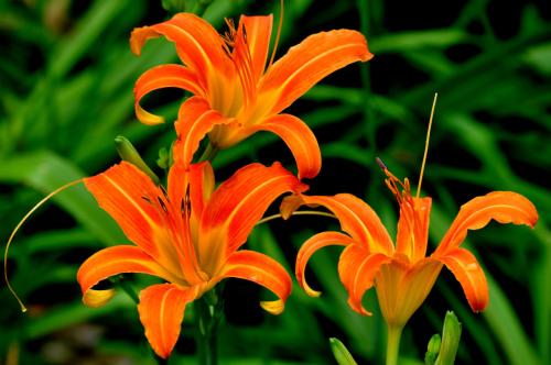 萱草怎么繁殖方法介绍 这么给萱草繁殖你学会了吗