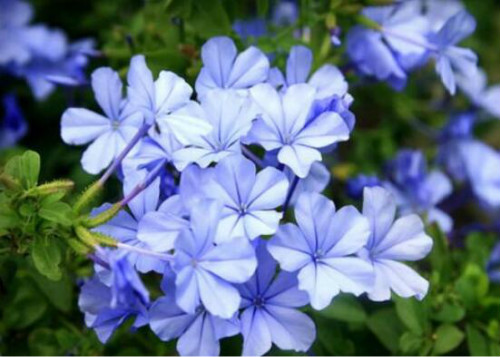 蓝雪花只长叶子不开花怎么回事 掌握这几个技巧让它花开不断