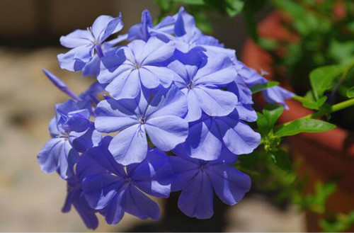 蓝雪花只长叶子不开花怎么回事 掌握这几个技巧让它花开不断