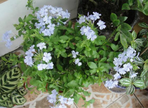 蓝雪花只长叶子不开花怎么回事 掌握这几个技巧让它花开不断