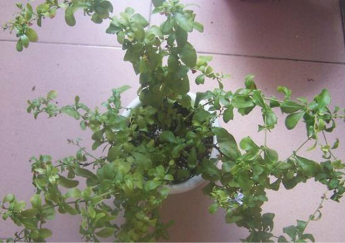 蓝雪花只长叶子不开花怎么回事 掌握这几个技巧让它花开不断