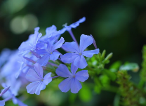 蓝雪花有毒吗对人体有害吗 室内养护蓝雪花需要注意这些方面