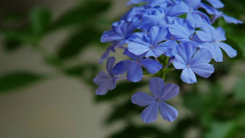 蓝雪花有毒吗对人体有害吗 室内养护蓝雪花需要注意这些方面