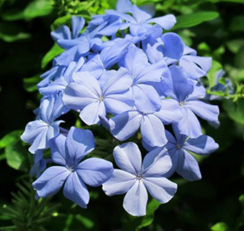 蓝雪花有毒吗对人体有害吗 室内养护蓝雪花需要注意这些方面