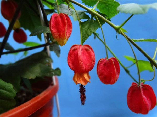 蔓性风铃花怎么施肥 这样给蔓性风铃花施肥会生长的更旺盛