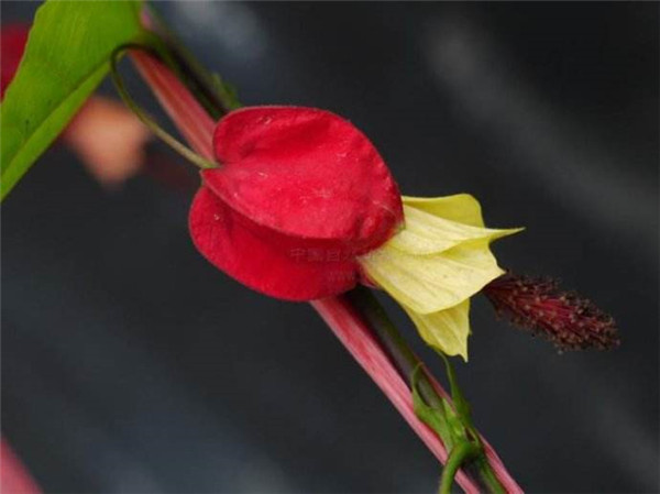 蔓性风铃花怎么施肥 这样给蔓性风铃花施肥会生长的更旺盛