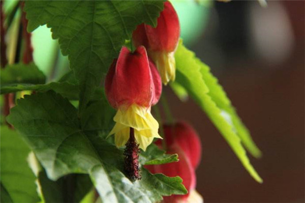 蔓性风铃花怎么施肥 这样给蔓性风铃花施肥会生长的更旺盛