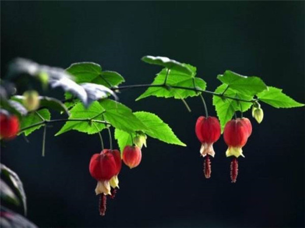 蔓性风铃花怎么施肥 这样给蔓性风铃花施肥会生长的更旺盛