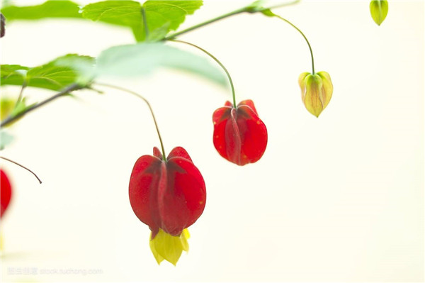 蔓性风铃花怎么施肥 这样给蔓性风铃花施肥会生长的更旺盛