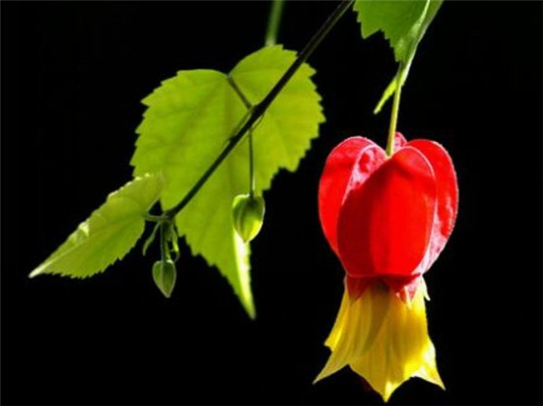 蔓性风铃花的养殖方法 蔓性风铃花这样养护既简单又实用