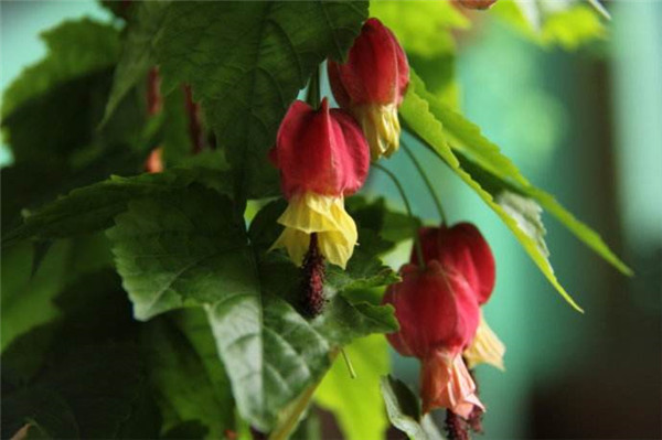 蔓性风铃花的养殖方法 蔓性风铃花这样养护既简单又实用