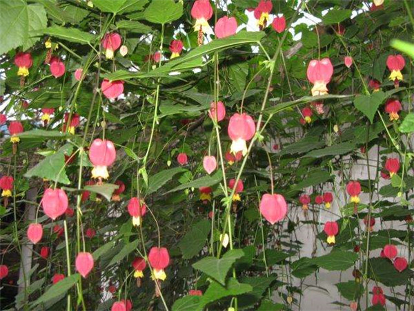 蔓性风铃花的养殖方法 蔓性风铃花这样养护既简单又实用