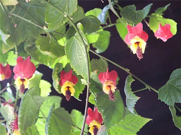 蔓性风铃花的养殖方法 蔓性风铃花这样养护既简单又实用