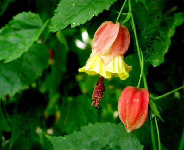 蔓性风铃花的养殖方法 蔓性风铃花这样养护既简单又实用