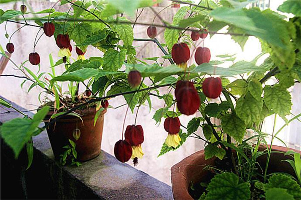 蔓性风铃花怎样扦插 蔓性风铃花的扦插繁殖方法在这里哦