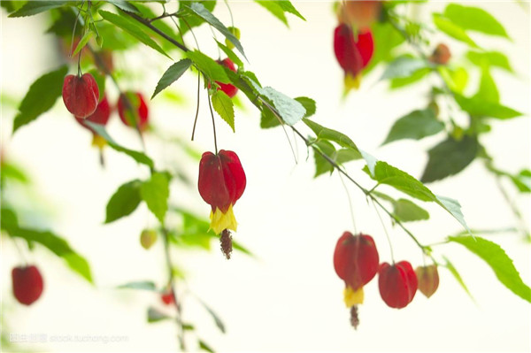 蔓性风铃花怎样扦插 蔓性风铃花的扦插繁殖方法在这里哦