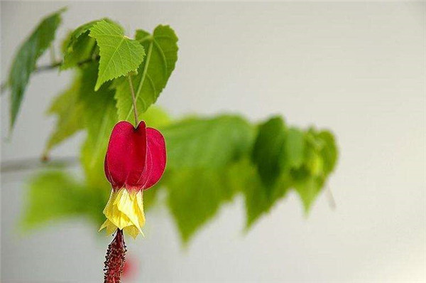 蔓性风铃花怎样扦插 蔓性风铃花的扦插繁殖方法在这里哦